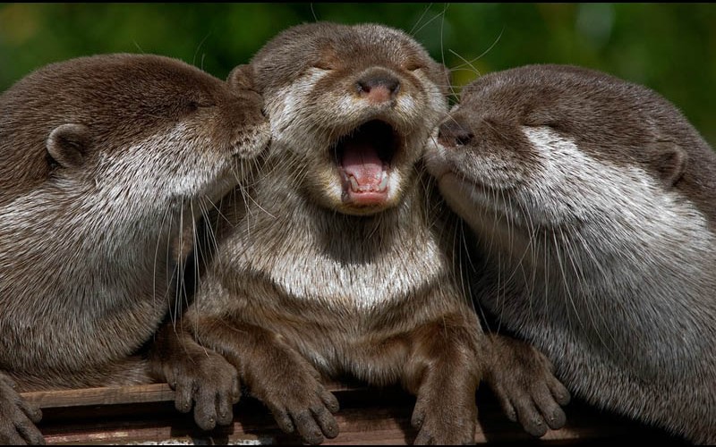 otters cute